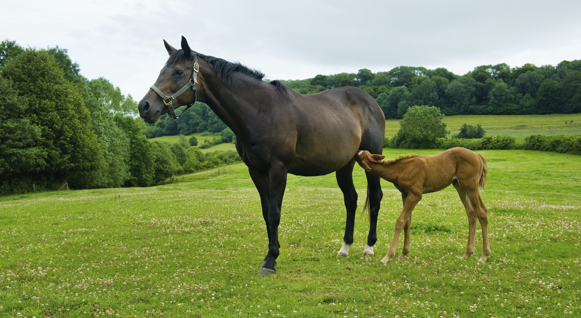 A horse and foal in a field.