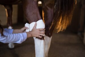 Cropped hands of female vet bandaging horse leg