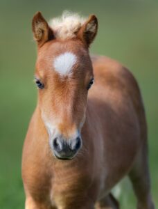 Portrait chestnut foal with white star.
